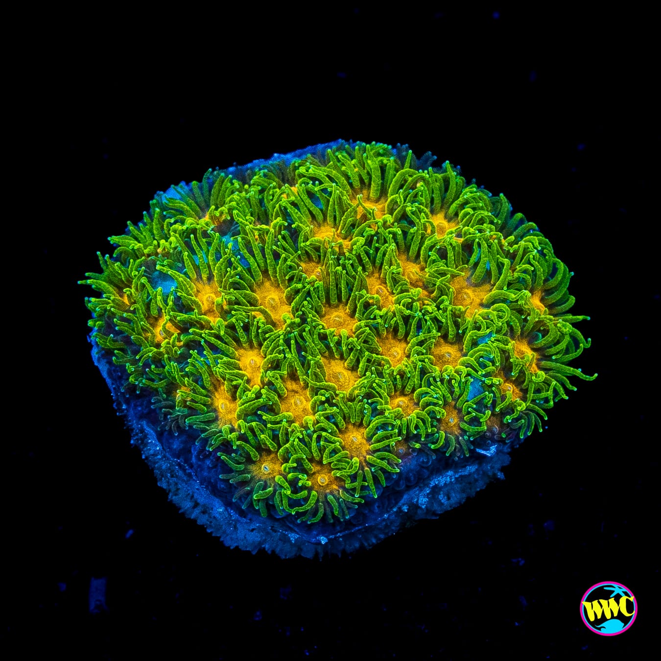 WWC Rogue Leptastrea