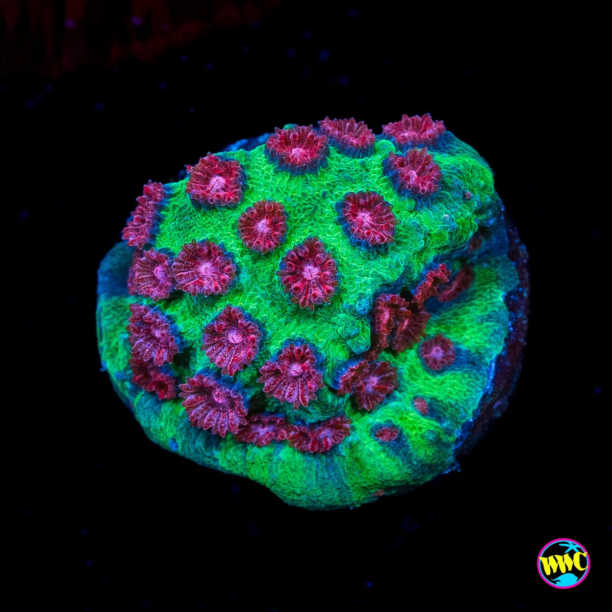 Jason Fox Alien Pox Cyphastrea