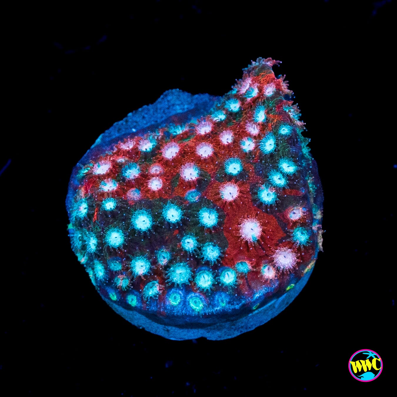 Jason Fox Fender Bender Cyphastrea