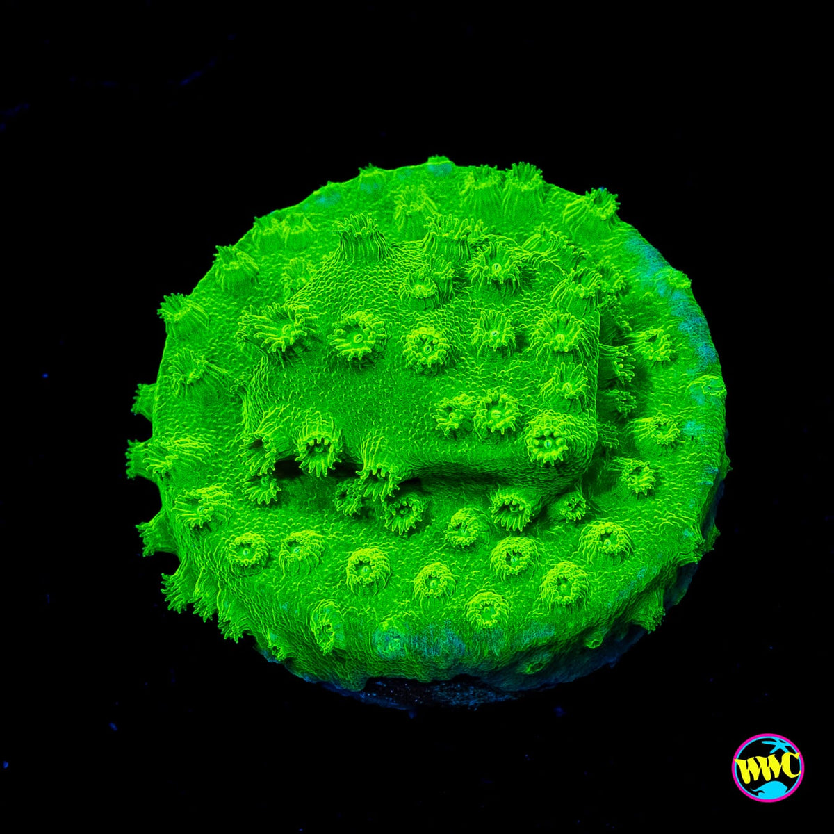 WWC Lime Green Cyphastrea