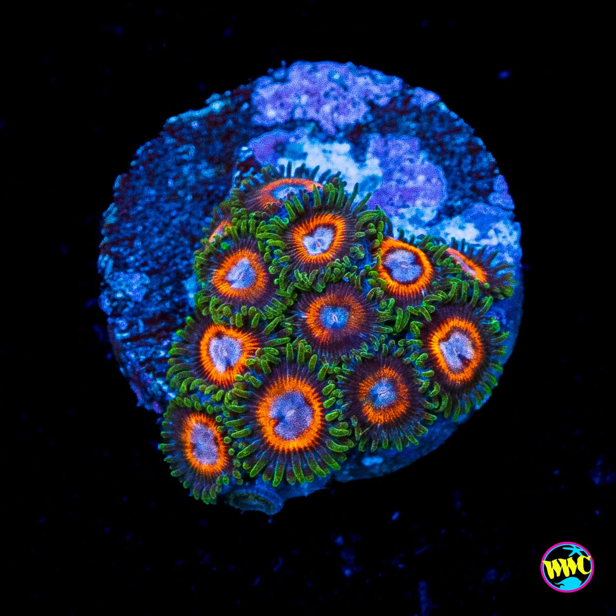 Jason Fox Fairy Tales Zoanthids