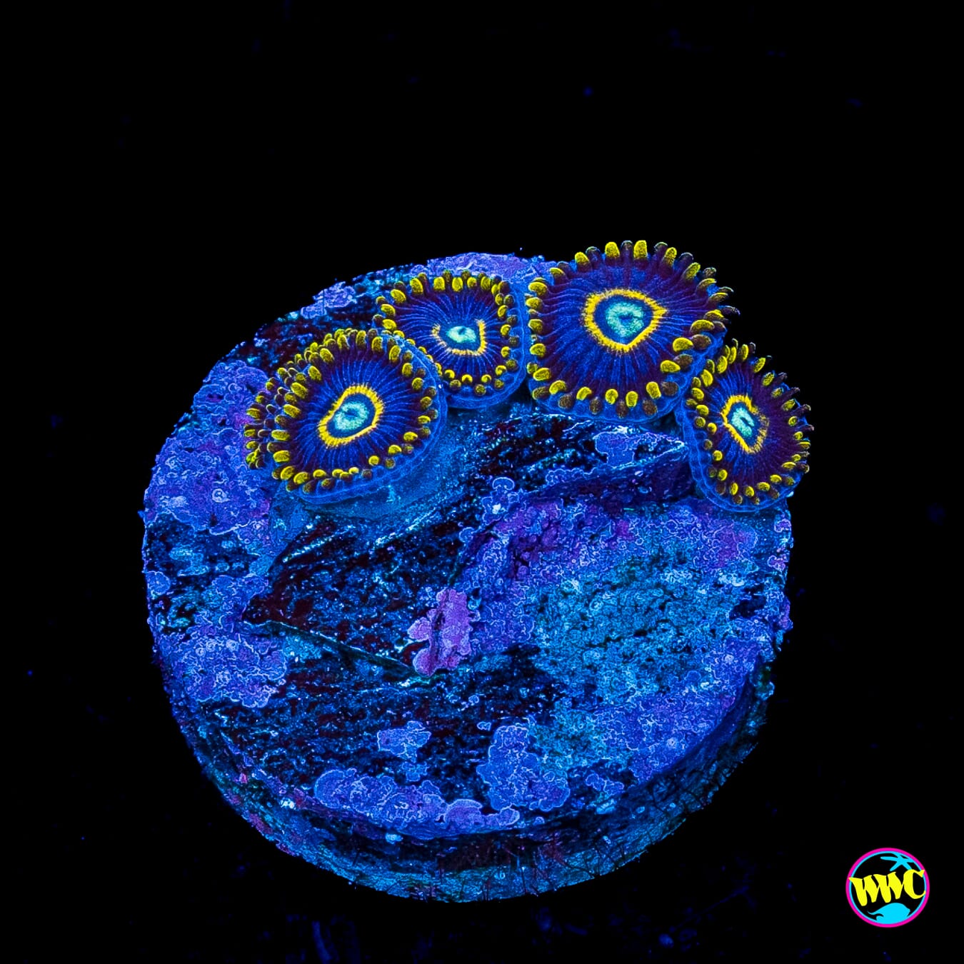 Blue Hornet Zoanthids
