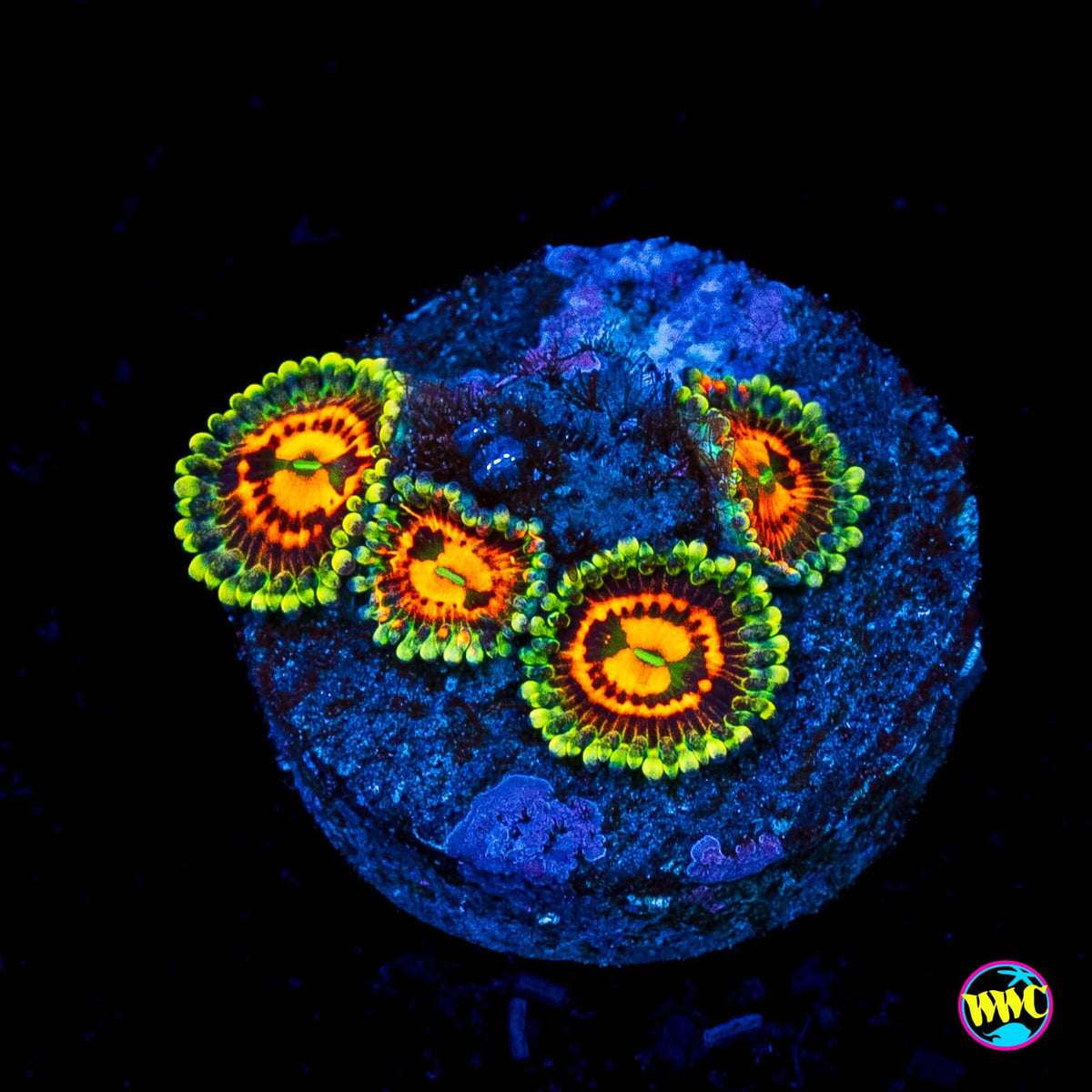 Bowtie Blaster Zoanthids