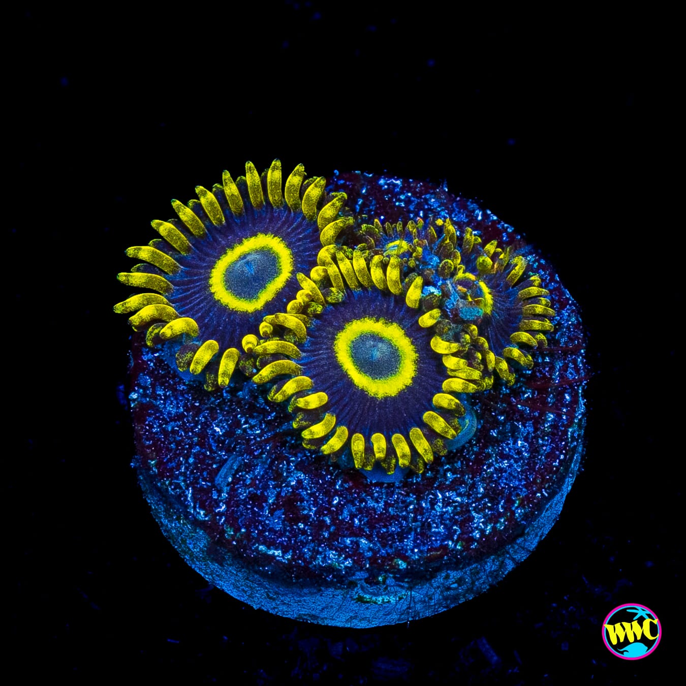 WWC Blue Macaw Zoanthids