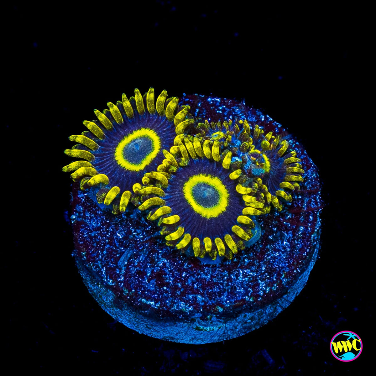 WWC Blue Macaw Zoanthids