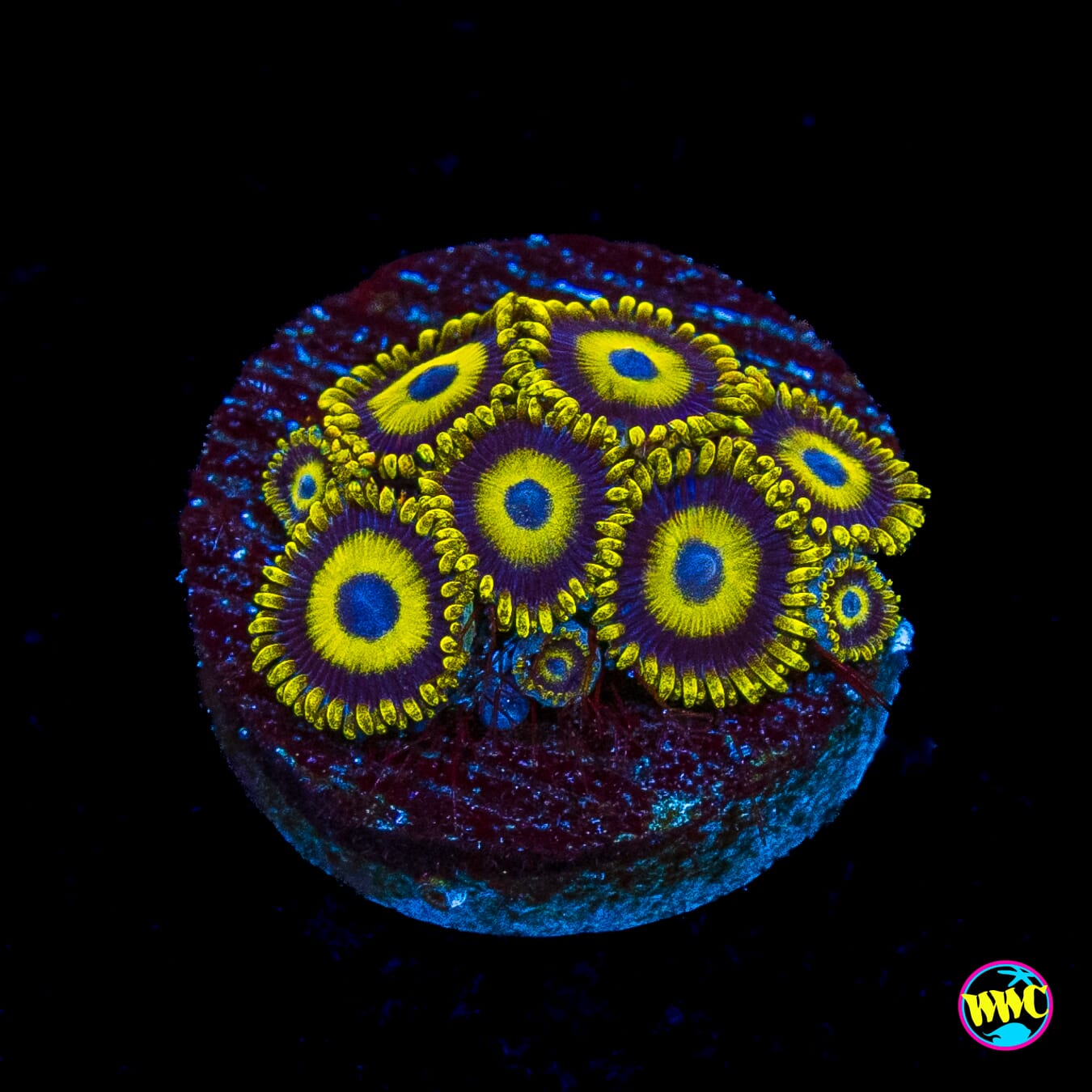 LA Lakers Zoanthids