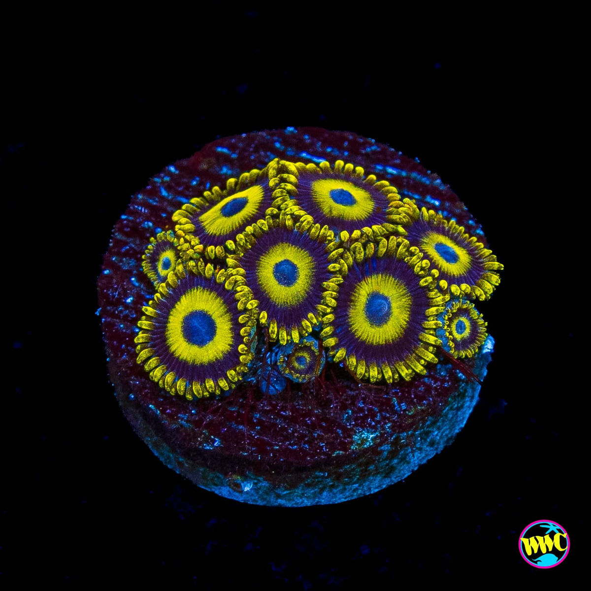 LA Lakers Zoanthids
