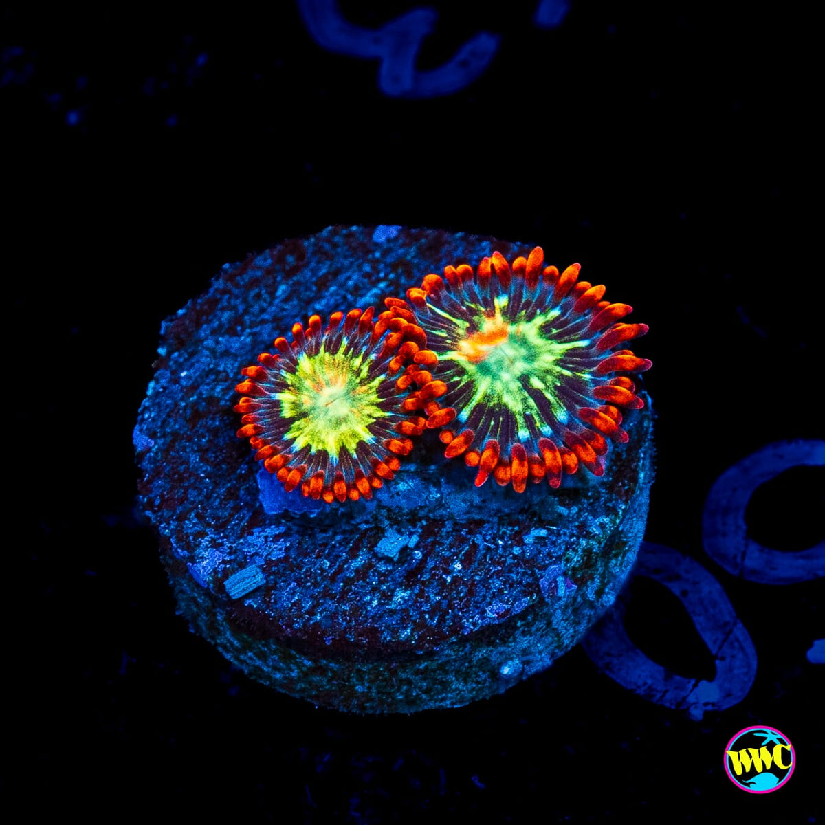 WWC Astral Shift Zoanthids
