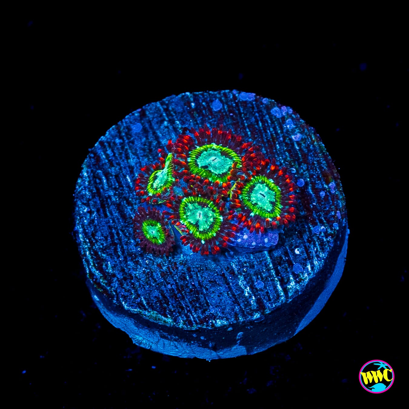WWC Viridian Zoanthids
