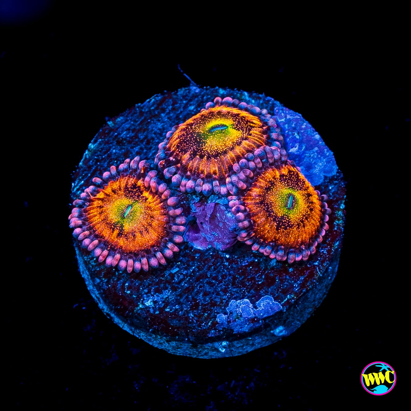 WWC Halle Berry Zoanthids
