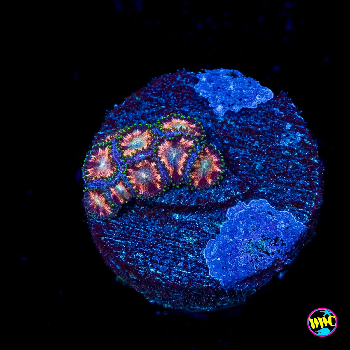 WWC Candy Stripe Zoanthids