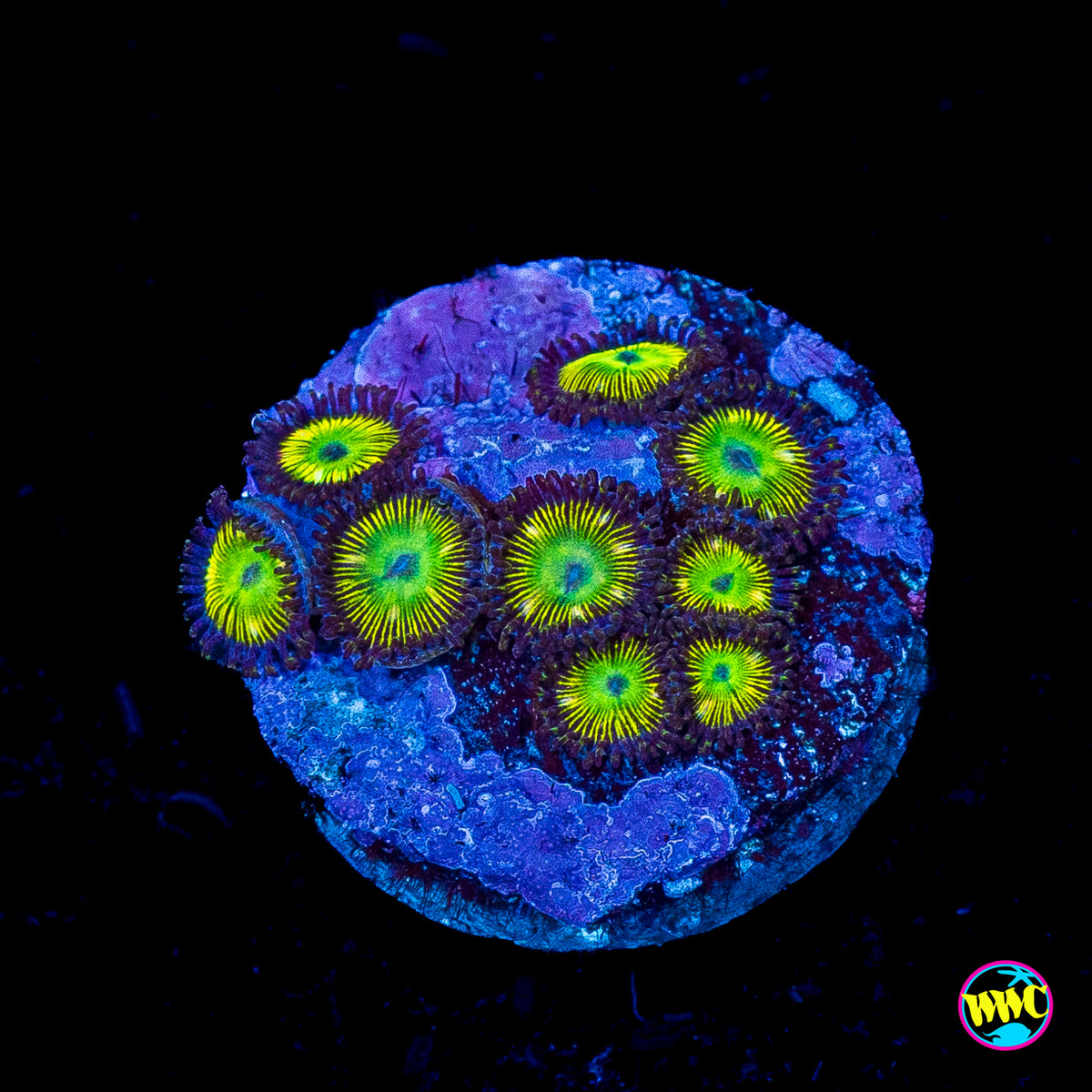 WWC Mean Green Zoanthids