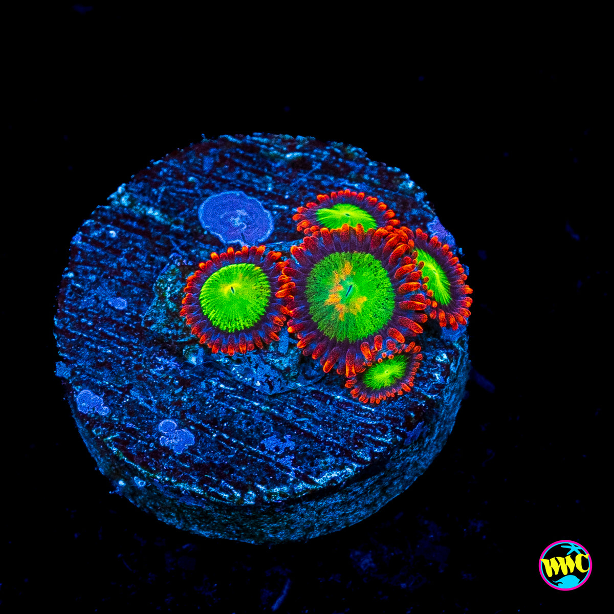 Goblins Fire Zoanthids