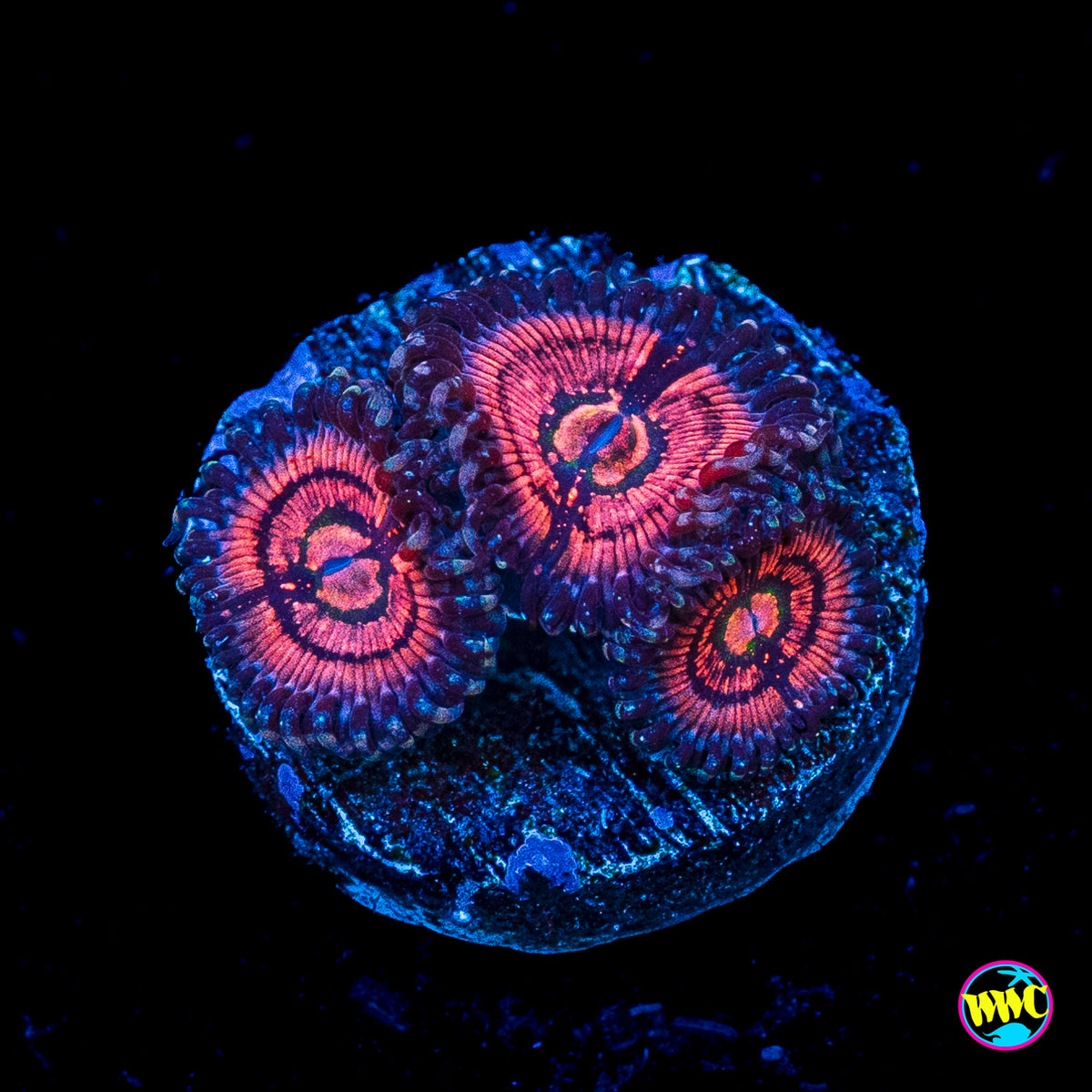WWC Van Damme Zoanthids