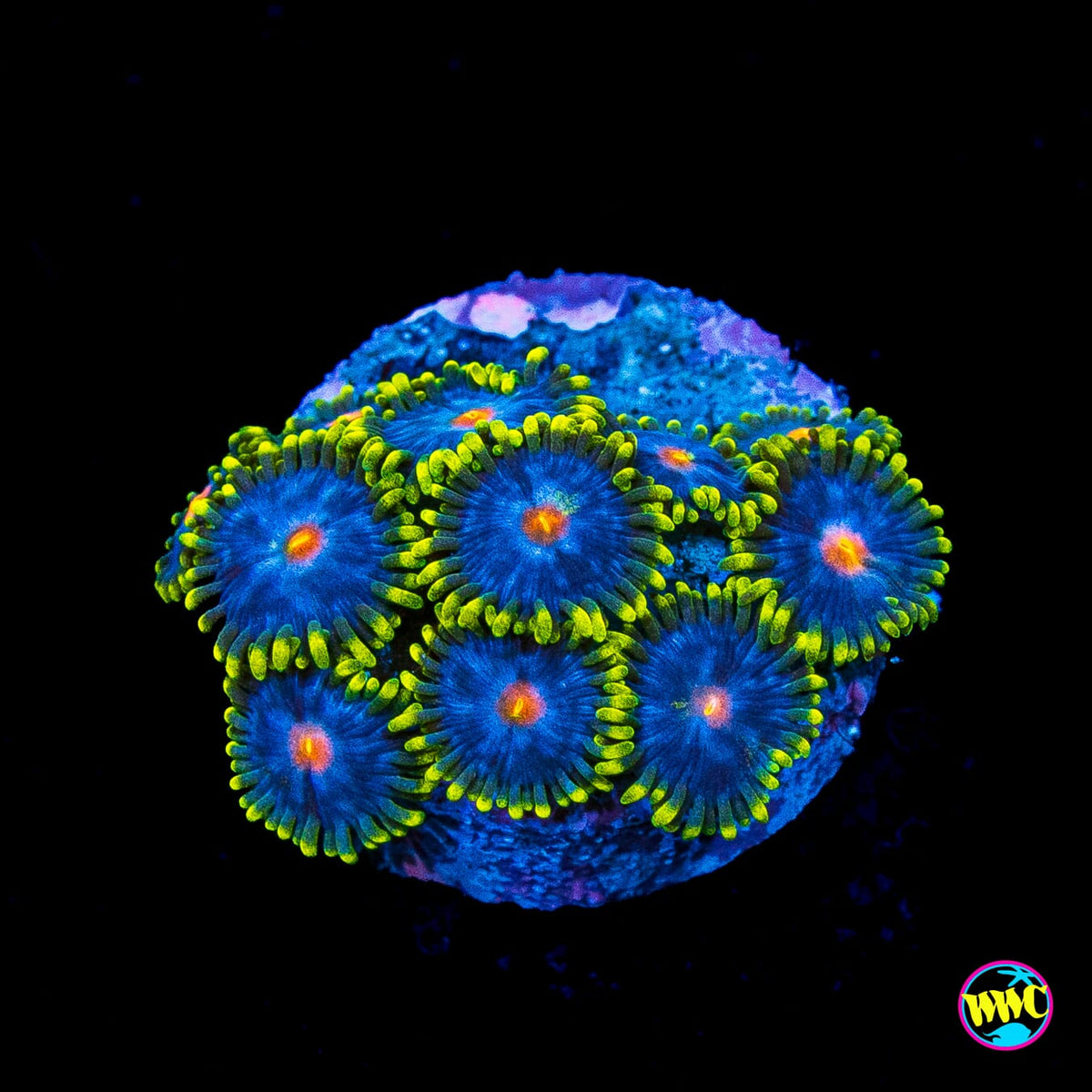 WWC Peacock Nipple Zoanthids
