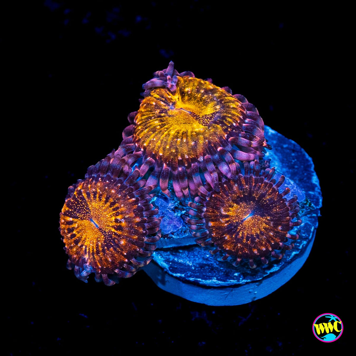WWC Pandoras Zoanthids