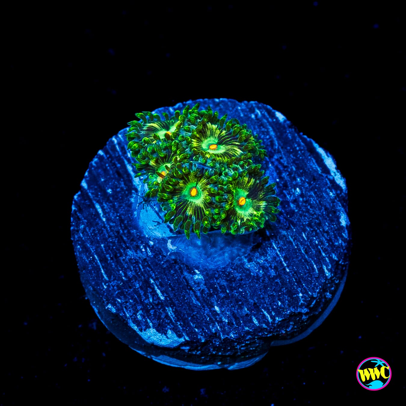 WWC Emerald Nightmare Zoanthids