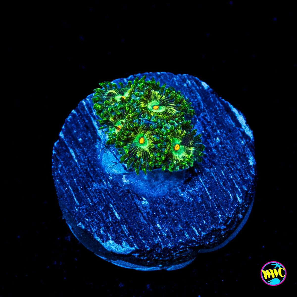 WWC Emerald Nightmare Zoanthids