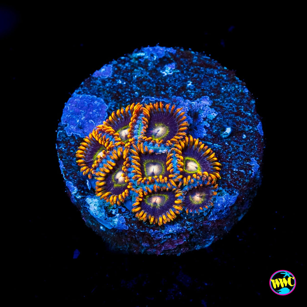 Rainbow Hornet Zoanthids