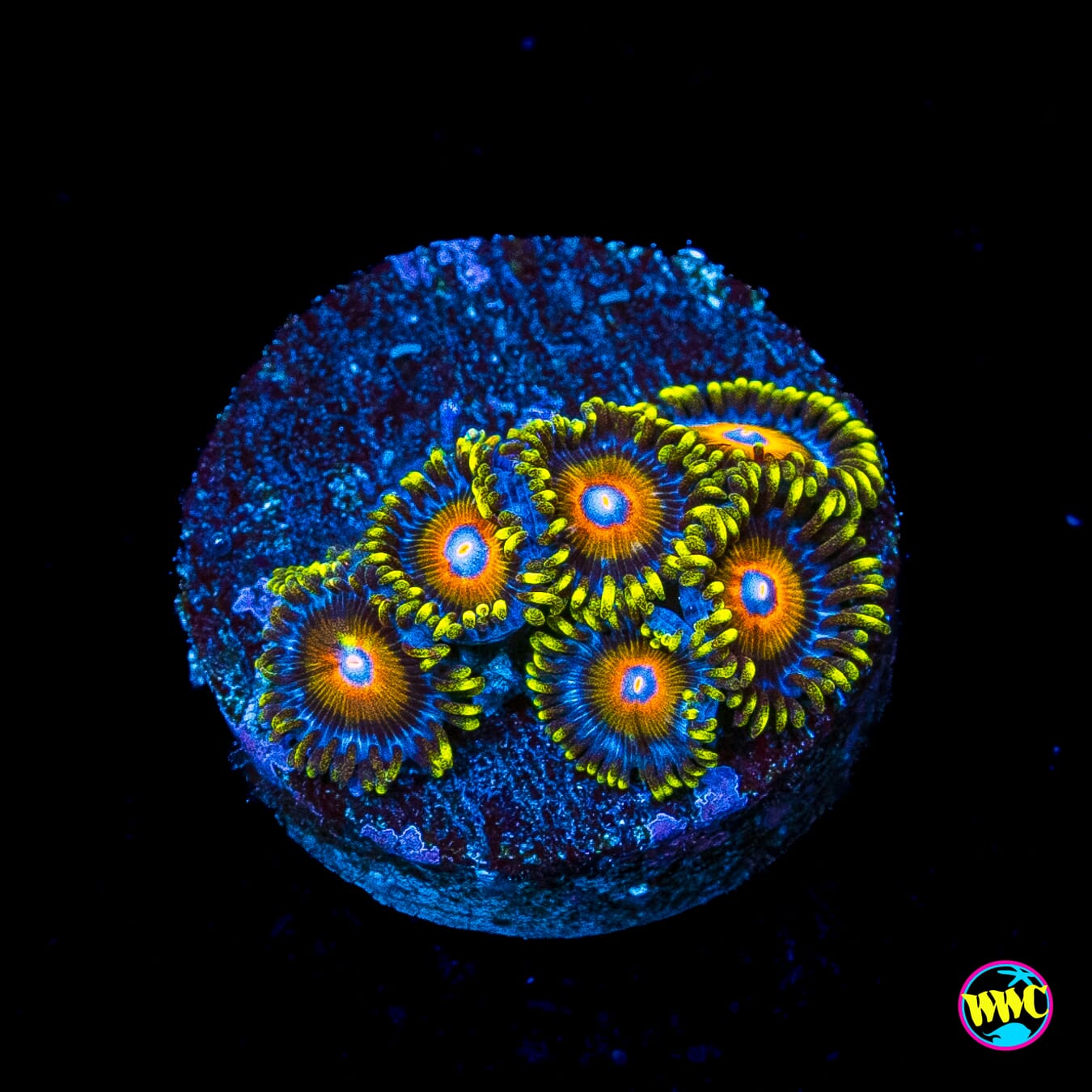 Super Saiyan Zoanthids
