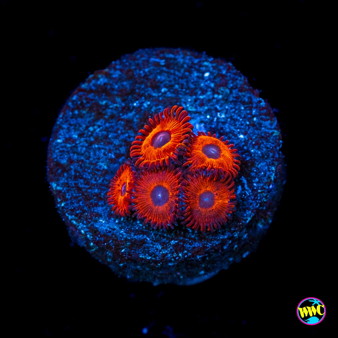 Kedds Reds Zoanthids