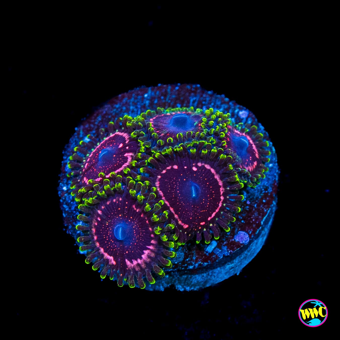 WWC Taser Zoanthids