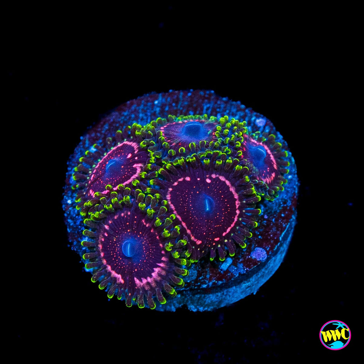 WWC Taser Zoanthids