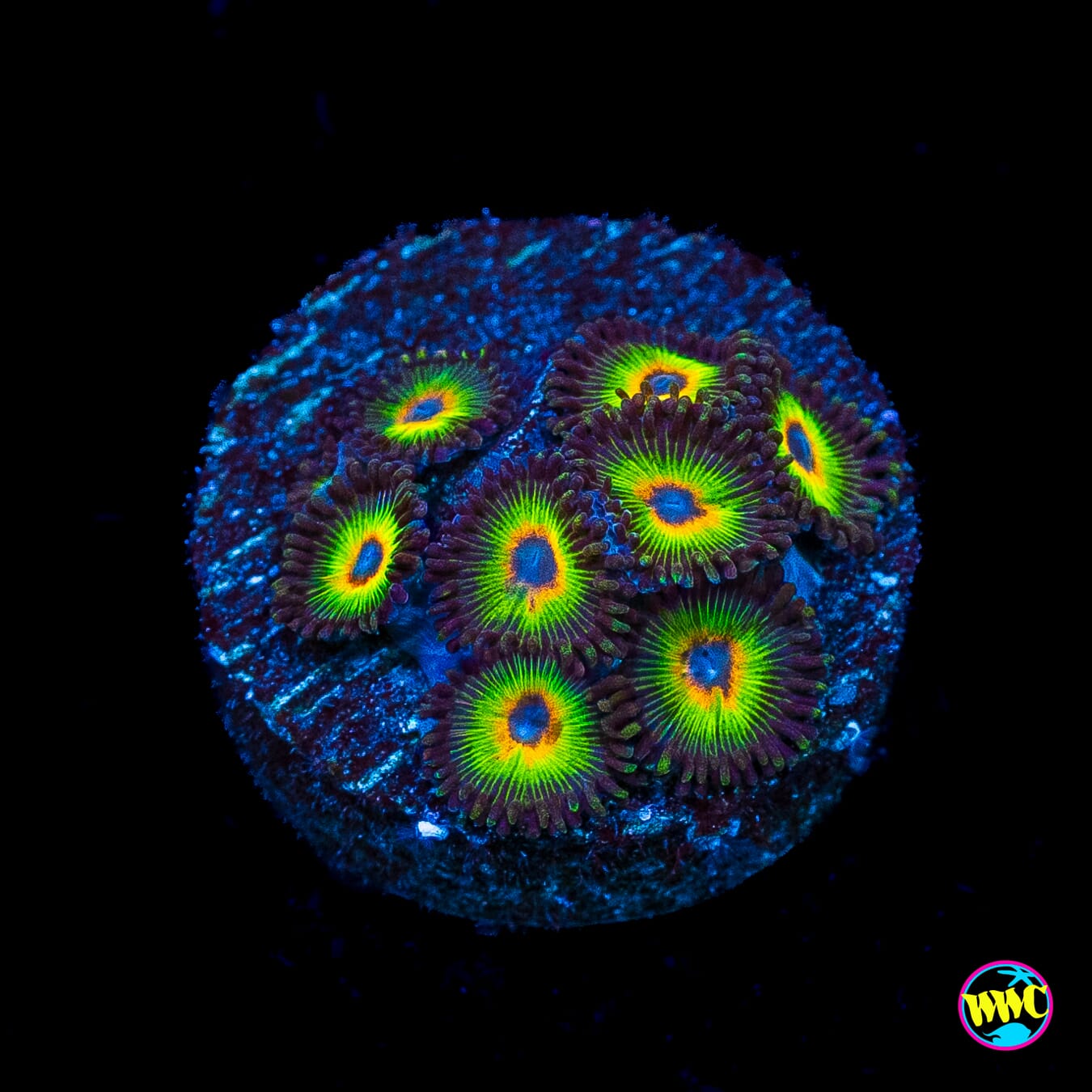 WWC Bob Marley Zoanthids