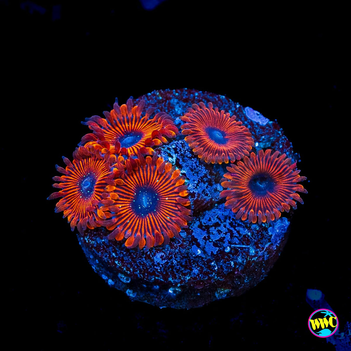 Scarlet Wizard Zoanthids