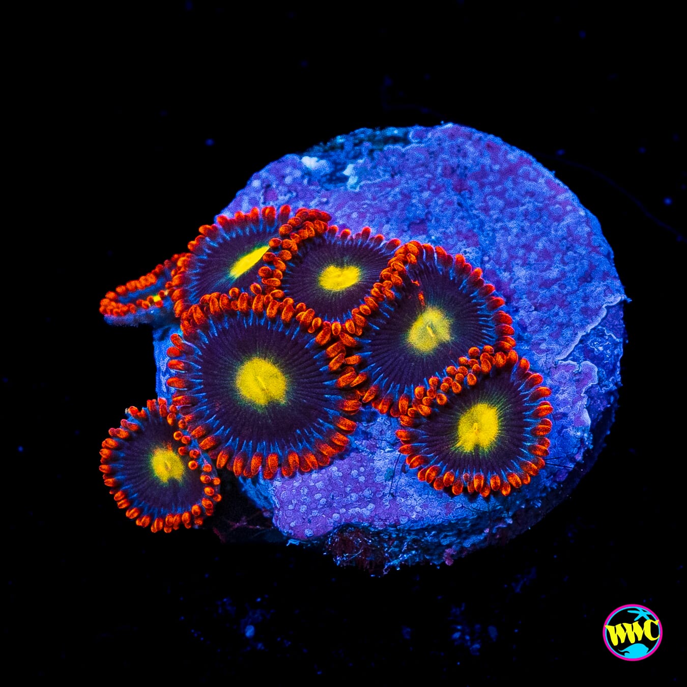 WWC Mandarin Monster Zoanthids