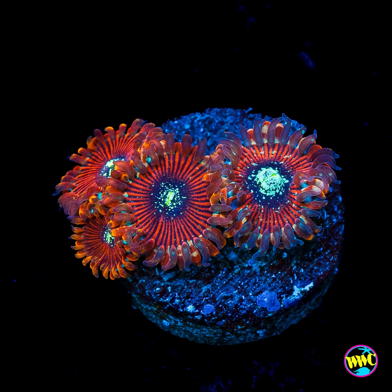 Magicians Zoanthids