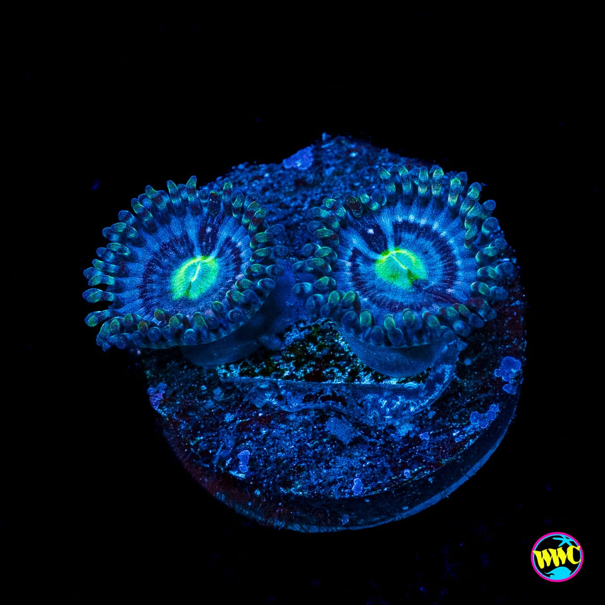 WWC Avocado Smasher Zoanthids