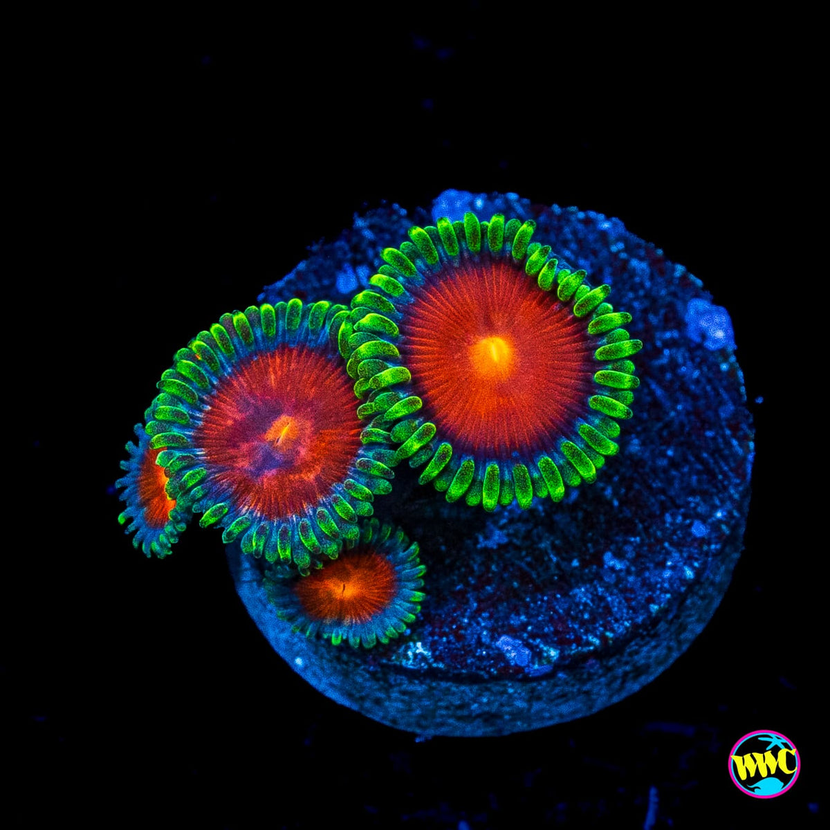 WWC Elemental Fury Zoanthids