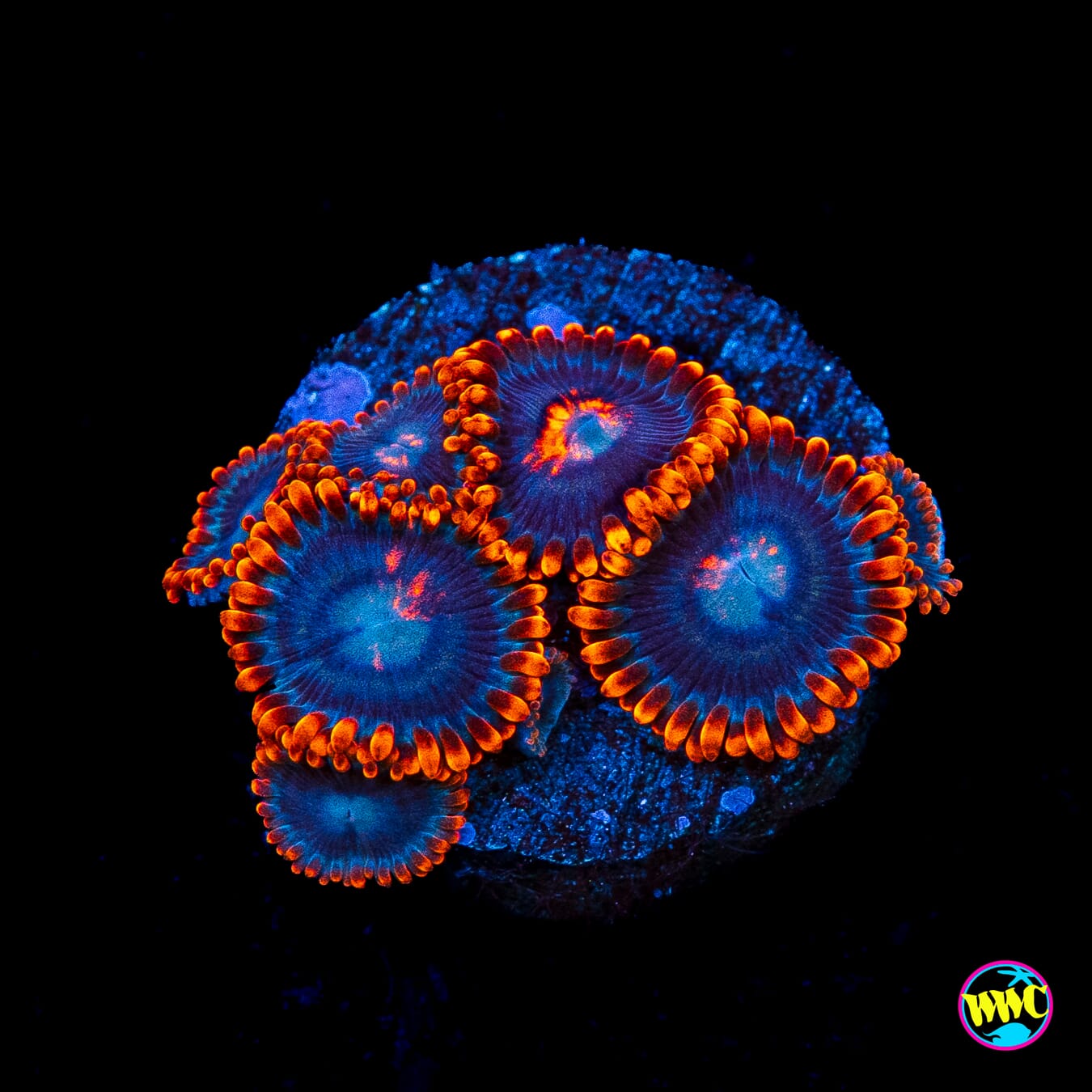 WWC Magma Ring Zoanthids