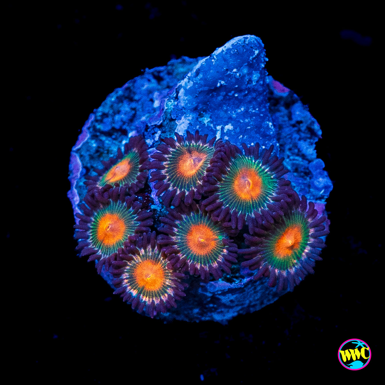WWC Kiwi Sunset Zoanthids