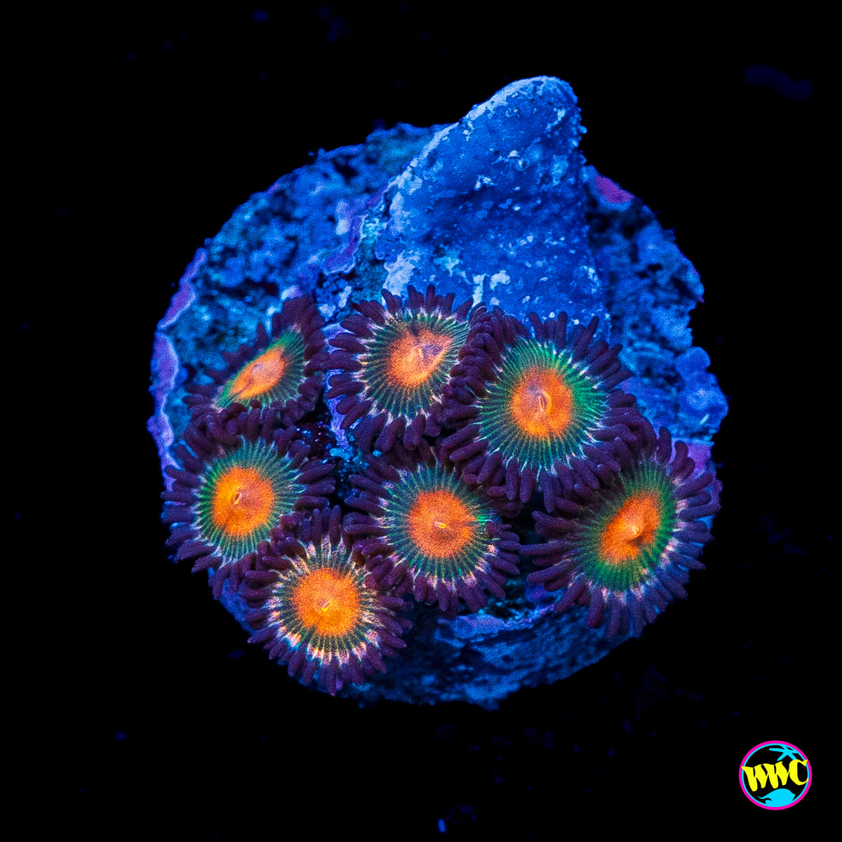 WWC Kiwi Sunset Zoanthids