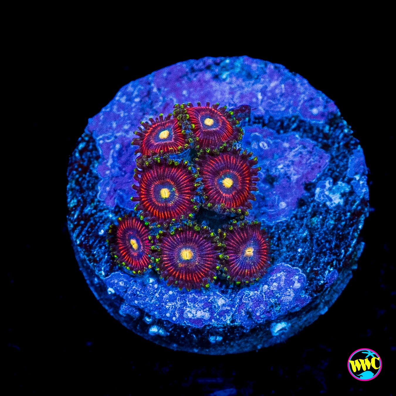 WWC Mini Me Zoanthids