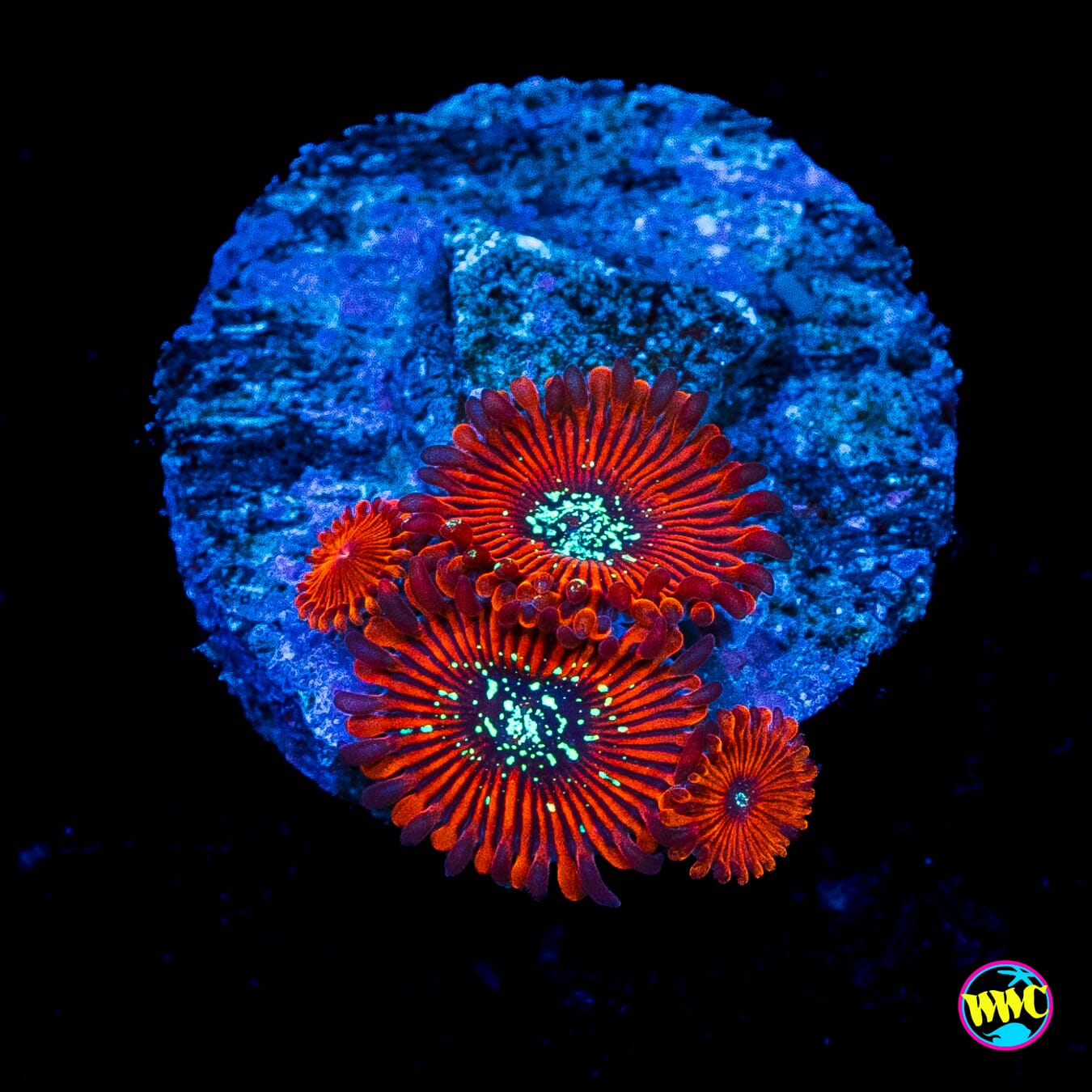 WWC Warlock Zoanthids