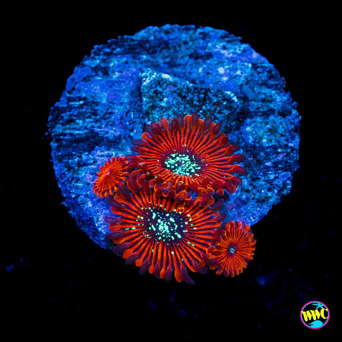 WWC Warlock Zoanthids