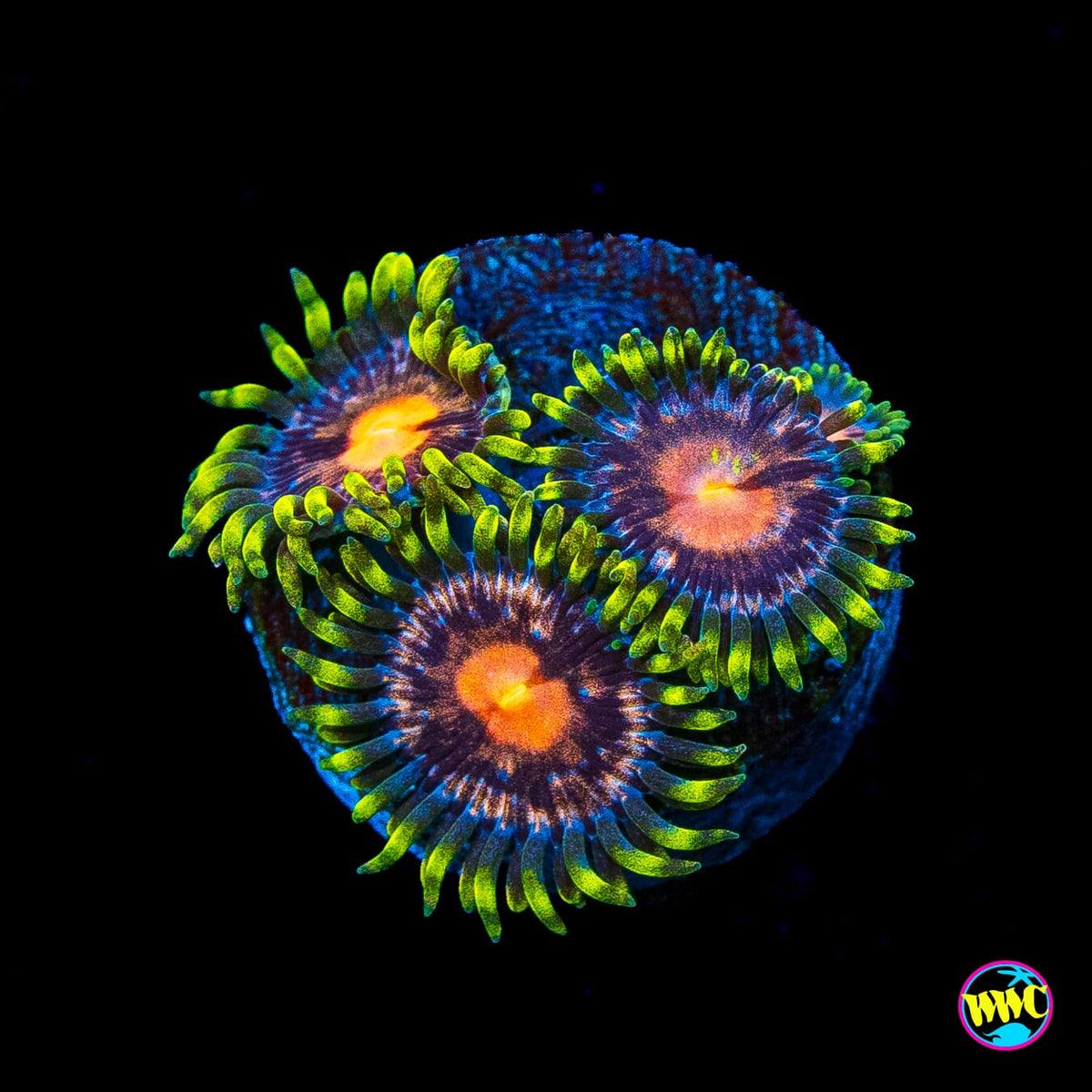 Purple Pinwheel Zoanthids