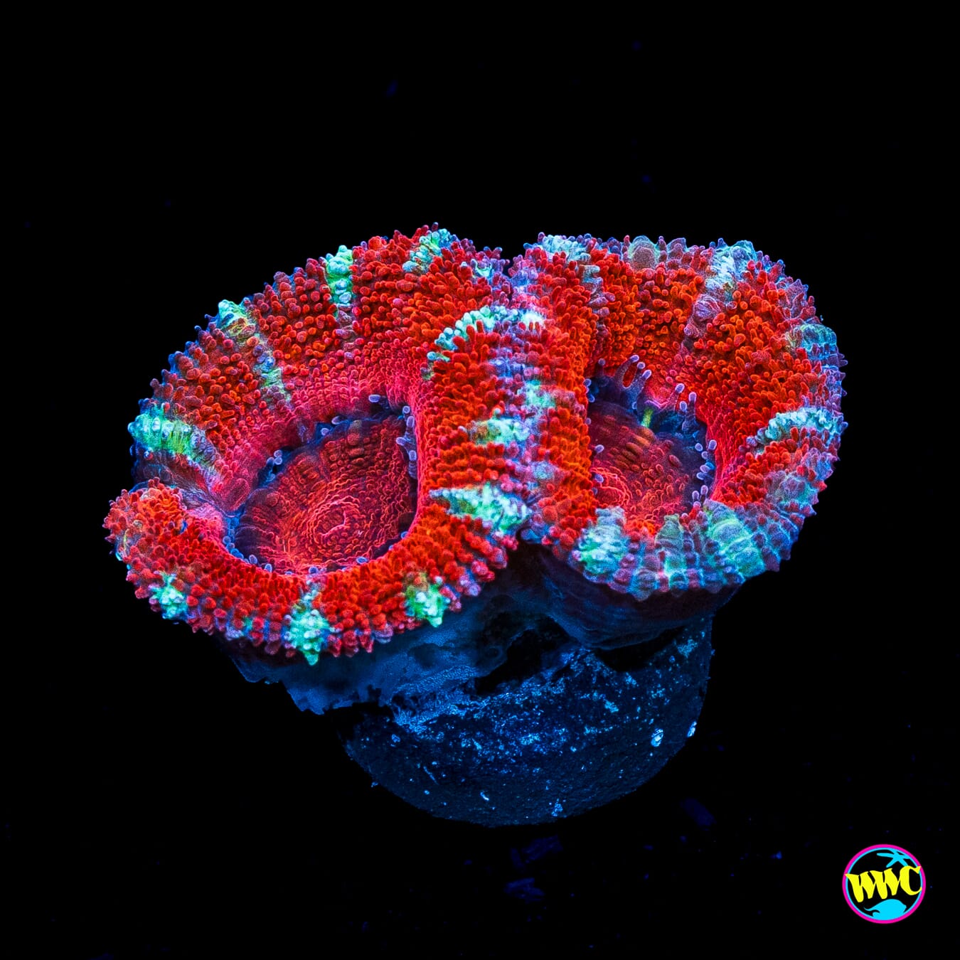 Peppermint Aussie Lord