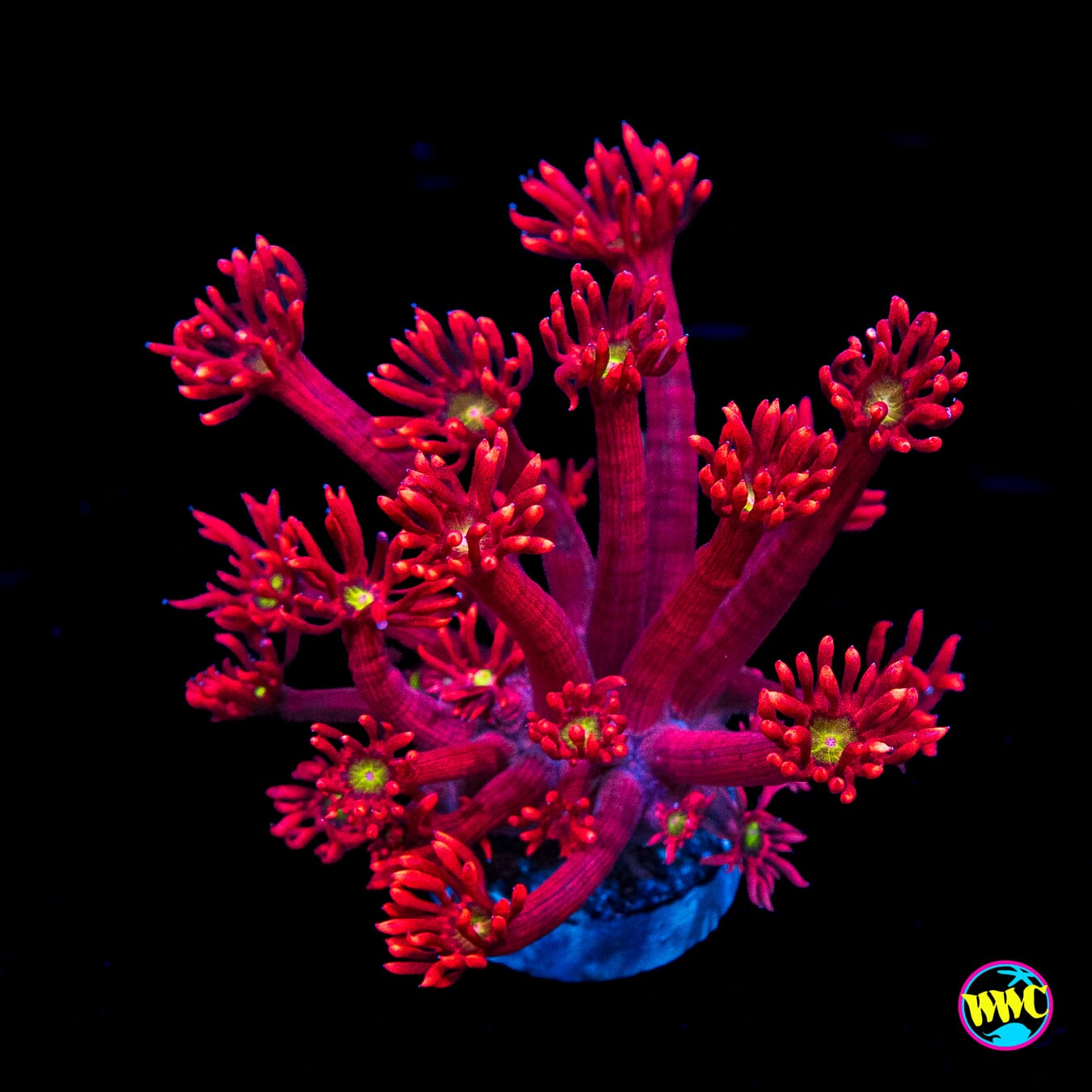 WWC Cherry Bonkerz Goniopora