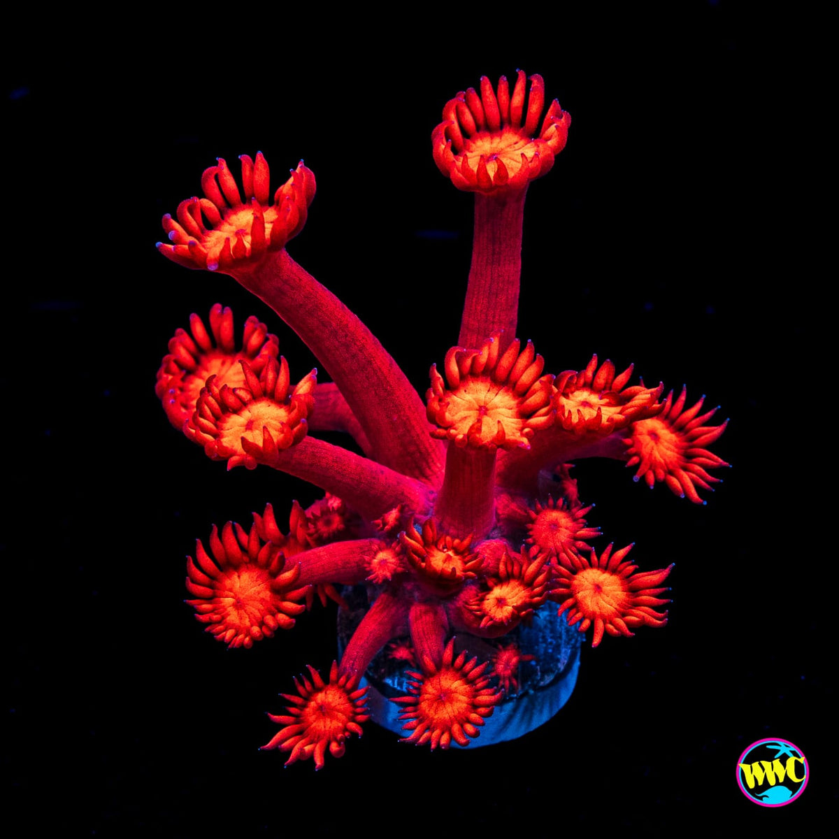 WWC Inferno Goniopora