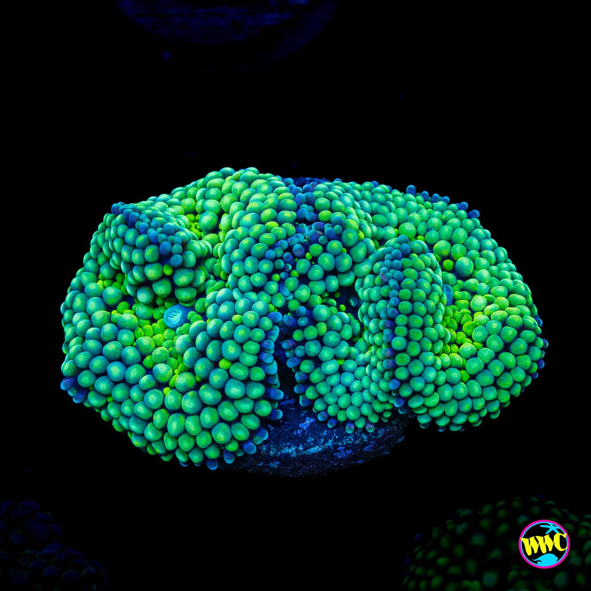 Sour Willy Ricordea Mushroom