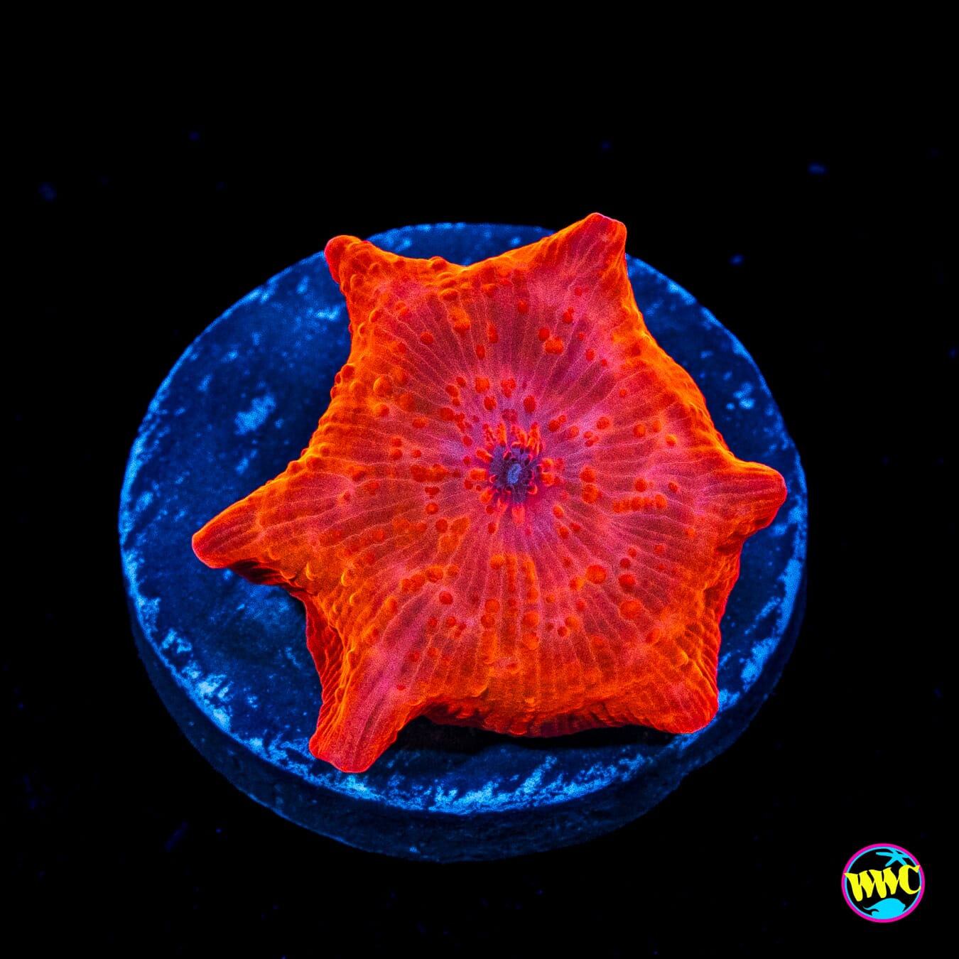WWC King Tut Disco Mushroom