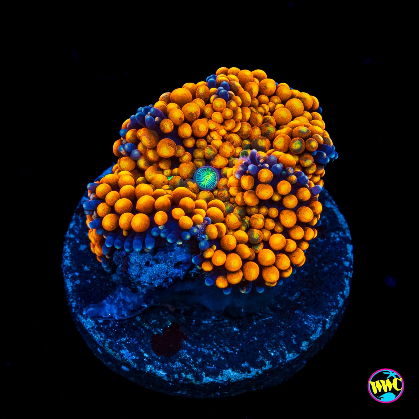 Fresh Squeezed Ricordea Mushroom