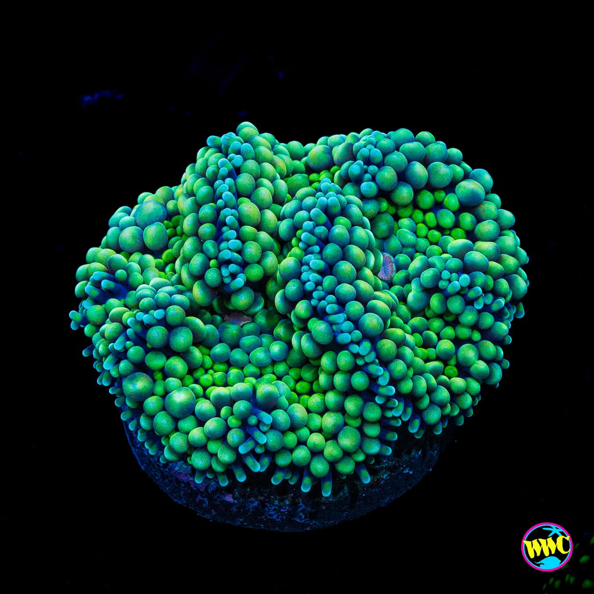 Sour Willy Ricordea Mushroom