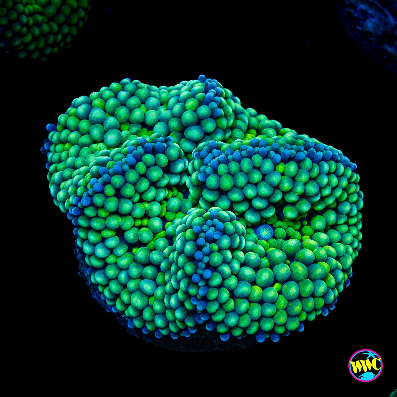 Sour Willy Ricordea Mushroom