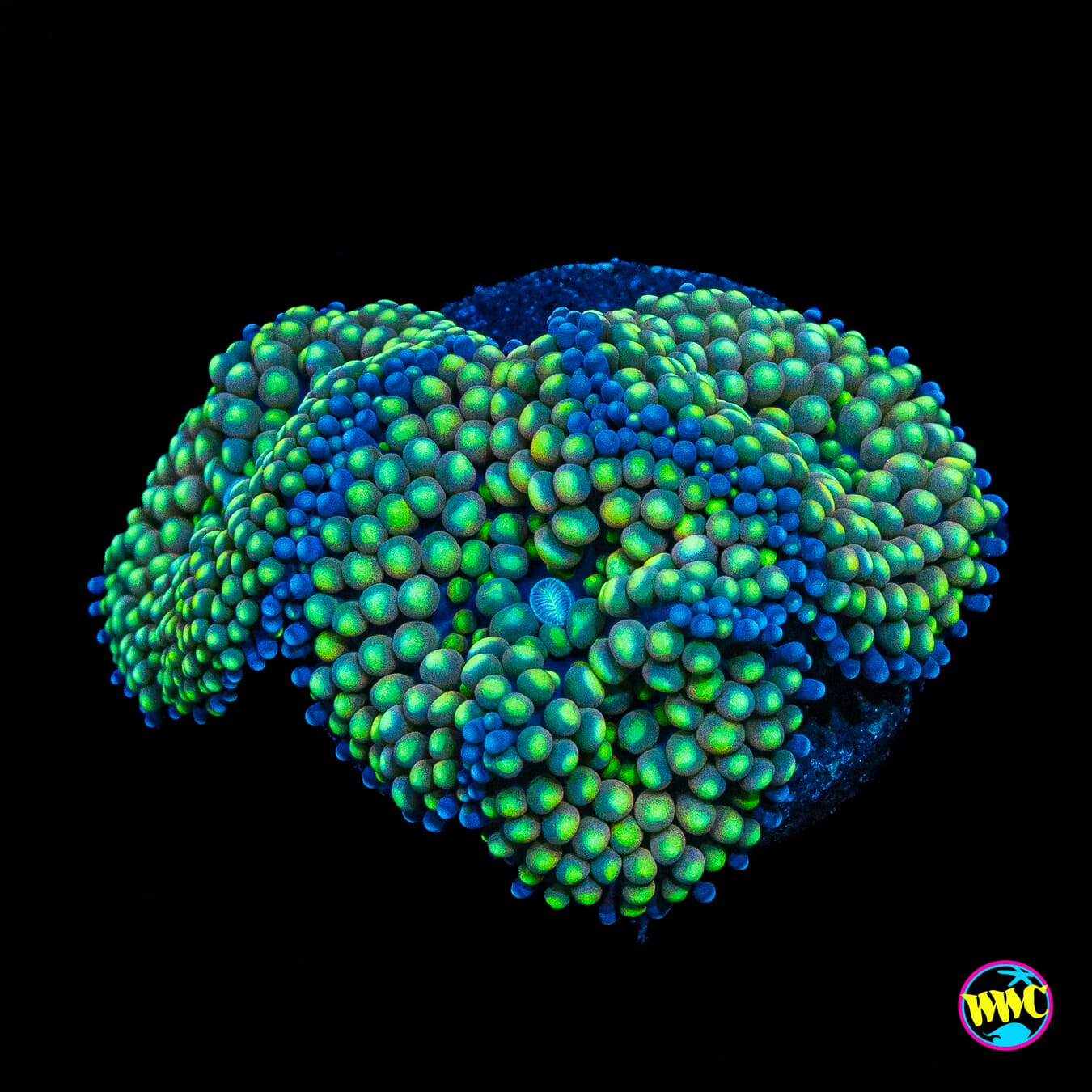 Minty Ricordea Mushroom
