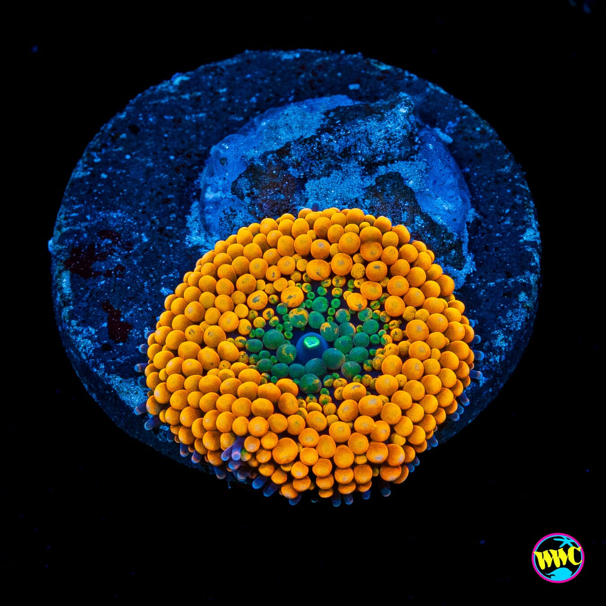 Fresh Squeezed Ricordea Mushroom